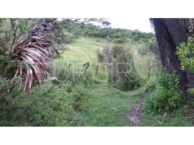 Terreno en Venta en Charo