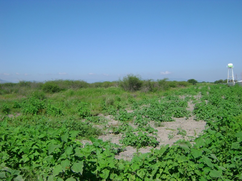 Terreno en Venta en Tlacolula de Matamoros