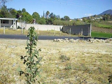 Terreno en Venta en San Agustin Etla