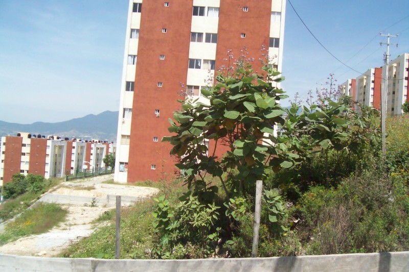 Terreno en Venta en colonia El Rosario