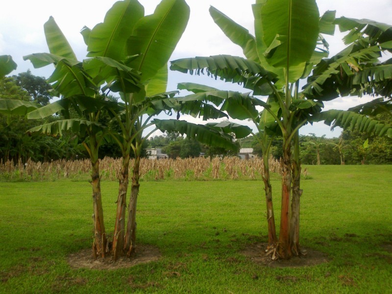 Terreno en Venta en colonia Boqueron