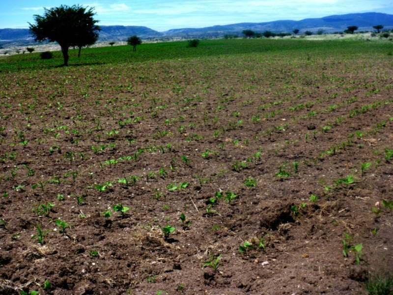 Terreno en Venta en colonia La Concepcion